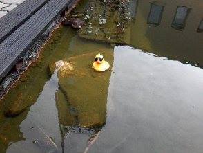 10751539_778317285565388_757037081_n